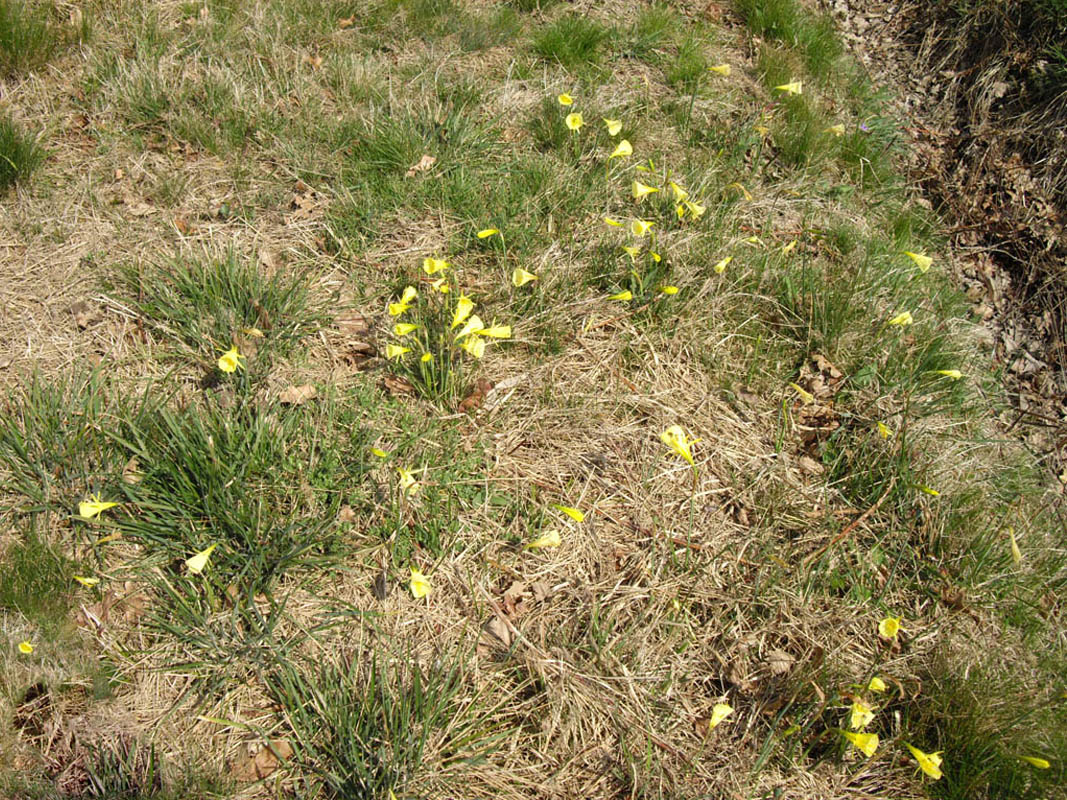 Narcissus bulbocodium photo